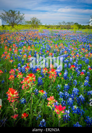 Kornblumen in Ennis / Texas. Lupinus Texensis, die Texas Bluebonnet ist eine Art von Lupine endemisch in Texas. Stockfoto