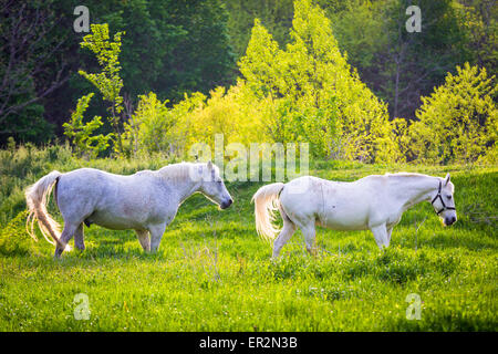 Zwei Pferde auf einer Wiese in der Nähe von Ennis / Texas. Ennis ist eine Stadt in Ellis County, Texas, Vereinigte Staaten Stockfoto