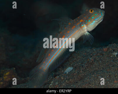 Orange gestrichelte Grundel Dauin Dumaguette Stockfoto