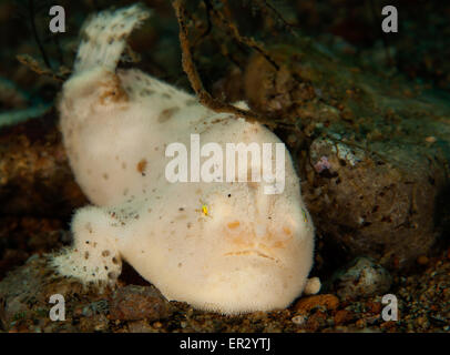 Juvenile haarigen Anglerfisch Dauin-Dumaguete Stockfoto