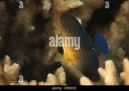 Fuchskusu Tang - Juvenile Stockfoto