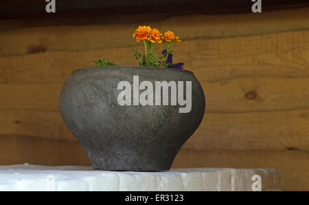 Blühende gelbe Blume in einem Schmortopf aus Gusseisen Stockfoto