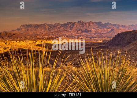 Chisos Mountains bei 20 Meilen E, Sonnenuntergang, Sotol Pflanzen im Vordergrund in der Chihuahua-Wüste, Big Bend National Park, Texas, USA Stockfoto