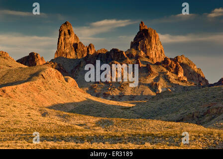 Mule Ohren spitzen bei Sonnenuntergang, Chihuahua-Wüste in Big Bend Nationalpark, Texas, USA Stockfoto