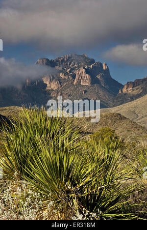Crown Mountain im Chisos Mountains mit Sotol Pflanzen im Vordergrund, Chihuahua-Wüste in Big Bend Nationalpark, Texas, USA Stockfoto