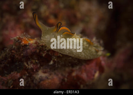 Elyysia Ornata Kontiki Riff, Mactan Cebu Stockfoto