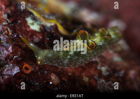 Elyysia Ornata Kontiki Riff, Mactan Cebu Stockfoto