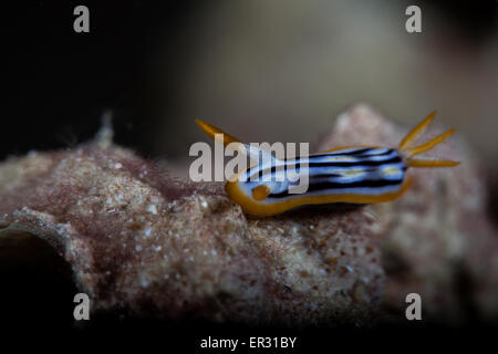 Chromodoris Magnifica Kontiki Riff, Mactan-Cebu Stockfoto