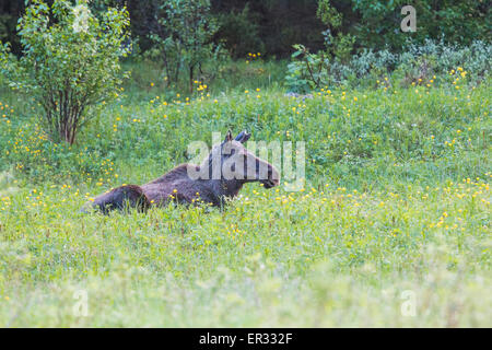 Elch, Alces Alces liegend unter Trollblume in Kvikkjokk, Schwedisch-Lappland, Schweden Stockfoto