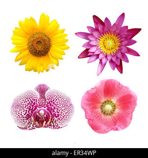 bunte Blumen Collage Lotus; Orchidee; Sonnenblume; Stockrose isoliert auf weißem Hintergrund Stockfoto