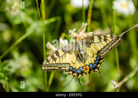 Die alte Welt Schwalbenschwanz Papilio Machaon ist ein Schmetterling der Familie Papilionidae. Der Schmetterling ist auch bekannt als die gemeinsame y Stockfoto
