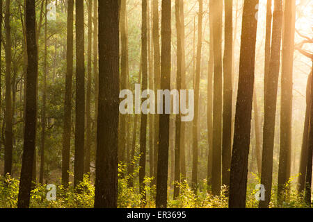 Sunray shinning Gedanken Nebel von Pinien Wald Stockfoto