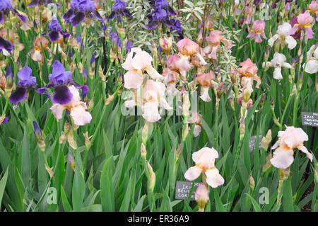 RHS Chelsea Flower Show, 2015 - Benton Iris von Cedric Morris im "The Great Pavillon". Stockfoto