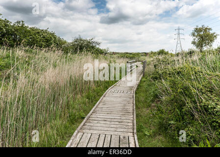 Ein Holzsteg durch Wat Tyler Country Park in Pitsea, Essex. Stockfoto