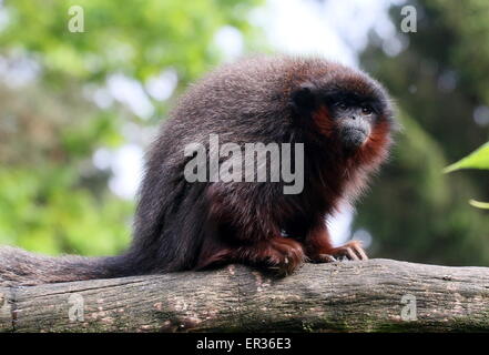 Reifen südamerikanischen kupferfarbenen oder Kupfer farbigen Titi Monkey (Callicebus Cupreus) Stockfoto