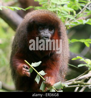 South American kupferfarbenen oder Kupfer gefärbt Titi Monkey (Callicebus Cupreus) ernähren sich von Blättern in einem Baum Stockfoto