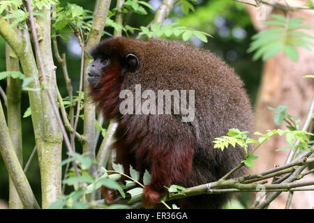 South American kupferfarbenen oder Kupfer gefärbt Titi Monkey (Callicebus Cupreus) in einem Baum Stockfoto