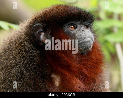 Closeup Portrait eines südamerikanischen kupferfarbenen oder Kupfer gefärbt Titi Monkey (Callicebus Cupreus) Stockfoto