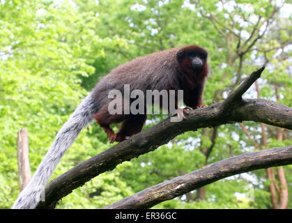 South American kupferfarbenen oder Kupfer gefärbt Titi Monkey (Callicebus Cupreus) läuft eine Niederlassung in einem Baum Stockfoto