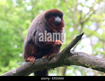 South American kupferfarbenen oder Kupfer gefärbt Titi Monkey (Callicebus Cupreus) hoch oben auf einem Ast Stockfoto