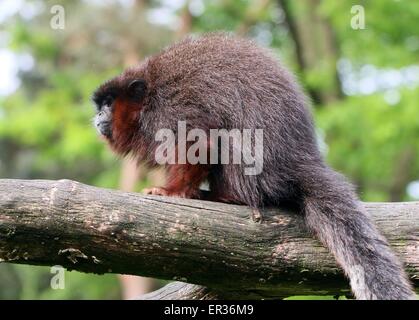 South American kupferfarbenen oder Kupfer gefärbt Titi Monkey (Callicebus Cupreus) Stockfoto