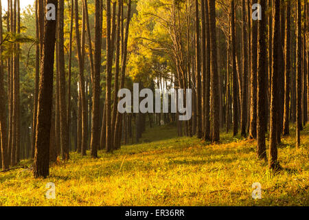 Sunray shinning Gedanken Nebel von Pinien Wald Stockfoto