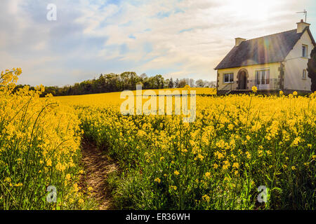 Raps Feld (Frankreich, Großbritannien), Felder des gelb blühenden Raps prägen die Kulturlandschaft im Frühjahr. Stockfoto