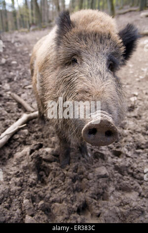 Europa, Deutschland, Wildschwein (lat. Sus Scrofa) in einem Wald in der Nähe von Hagen.  Europa, Deutschland, Wildschwein (lat. Sus Scrofa) in eine Stockfoto