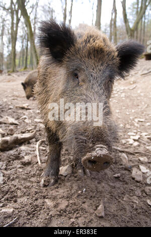 Europa, Deutschland, Wildschwein (lat. Sus Scrofa) in einem Wald in der Nähe von Hagen.  Europa, Deutschland, Wildschwein (lat. Sus Scrofa) in eine Stockfoto