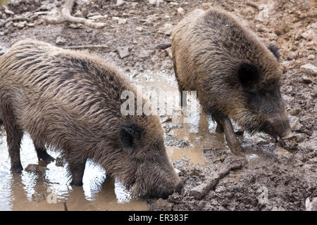 Europa, Deutschland, Wildschweine (lat. Sus Scrofa) in einem Wald in der Nähe von Hagen.  Europa, Deutschland, Wildschweine (lat. Sus Scrofa) in ei Stockfoto