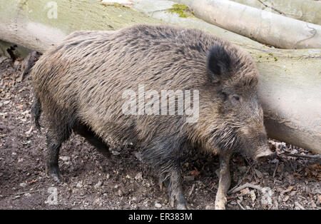 Europa, Deutschland, Wildschwein (lat. Sus Scrofa) in einem Wald in der Nähe von Hagen.  Europa, Deutschland, Wildschwein (lat. Sus Scrofa) in eine Stockfoto