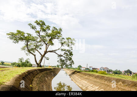 Reisfeldterrassen in Vietnam Stockfoto