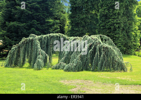 Blaue Atlas-Zeder, Cedrus Atlantica Glauca Pendula Weinen Stockfoto