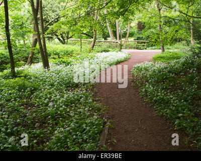 Bärlauch-Blumen im Frühling Knaresborough North Yorkshire England Mackintosh Park Stockfoto