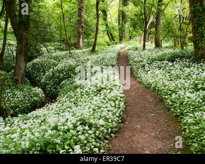 Bärlauch-Blumen im Frühling Knaresborough North Yorkshire England Mackintosh Park Stockfoto