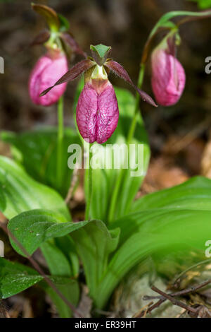 Lady Slipper Orchidee Blüten in Pine Bush Albany NY Stockfoto