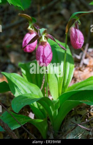 Lady Slipper Orchidee Blume in Pine Bush Albany NY Stockfoto