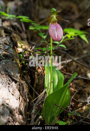 Lady Slipper Orchidee Blume in Pine Bush Albany NY Stockfoto