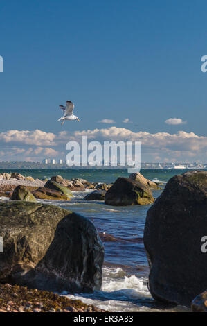 Soaring Möwe über steinige Ostseeküste nahe Tallinn, Estland Stockfoto