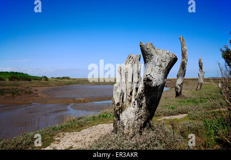 Ein Blick verwitterte alte Stümpfe am Rande der Salzwiesen am Dornweiler, Norfolk, England, Vereinigtes Königreich. Stockfoto