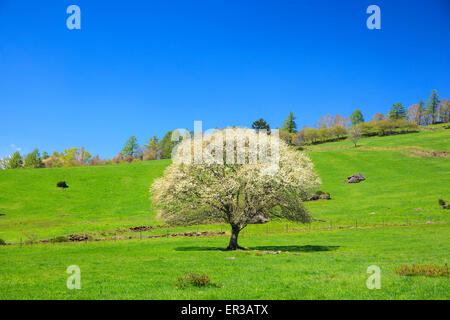 Blühender Birnbaum in Yatsugatake Bauernhof, Yamanashi, Japan Stockfoto