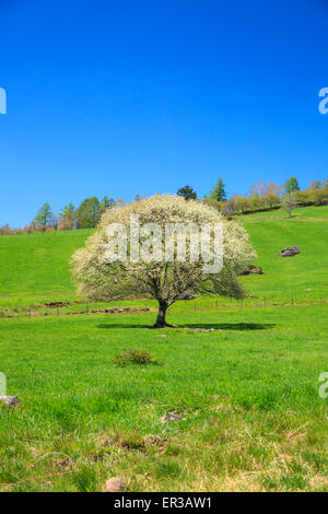 Blühender Birnbaum in Yatsugatake Bauernhof, Yamanashi, Japan Stockfoto