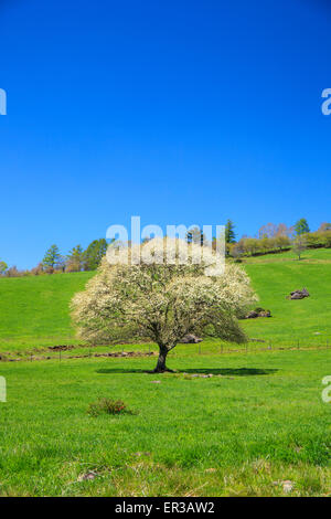 Blühender Birnbaum in Yatsugatake Bauernhof, Yamanashi, Japan Stockfoto