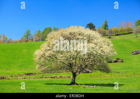 Blühender Birnbaum in Yatsugatake Bauernhof, Yamanashi, Japan Stockfoto