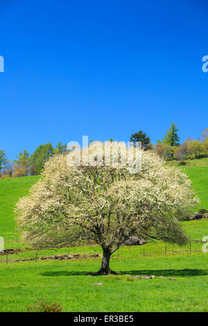 Blühender Birnbaum in Yatsugatake Bauernhof, Yamanashi, Japan Stockfoto