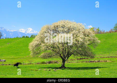 Blühender Birnbaum in Yatsugatake Bauernhof, Yamanashi, Japan Stockfoto