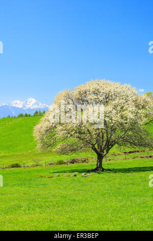 Blühender Birnbaum in Yatsugatake Bauernhof, Yamanashi, Japan Stockfoto