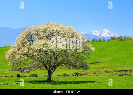 Blühender Birnbaum in Yatsugatake Bauernhof, Yamanashi, Japan Stockfoto