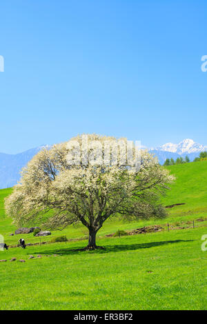 Blühender Birnbaum in Yatsugatake Bauernhof, Yamanashi, Japan Stockfoto