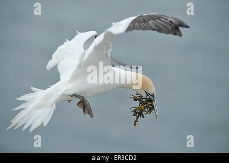 Gannet Vogel Luft mit Nistmaterial, Helgoland, Deutschland Stockfoto